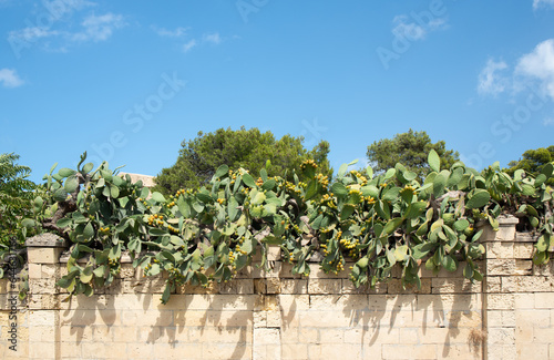 In southern Europe, prickly pear grows plentifully over a limestone wall. The fruits, prickly pears, hang on the succulents. In the background the blue sky with space for text.