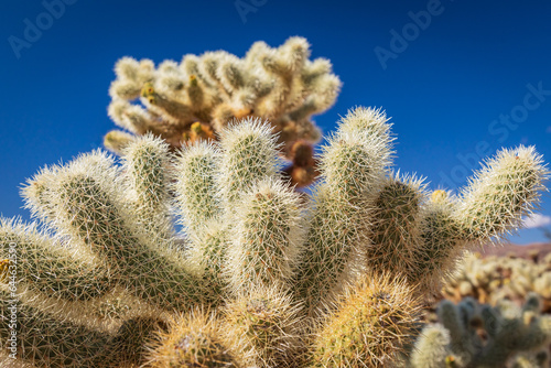 Cholla cactus in Joshua Tree National Park.