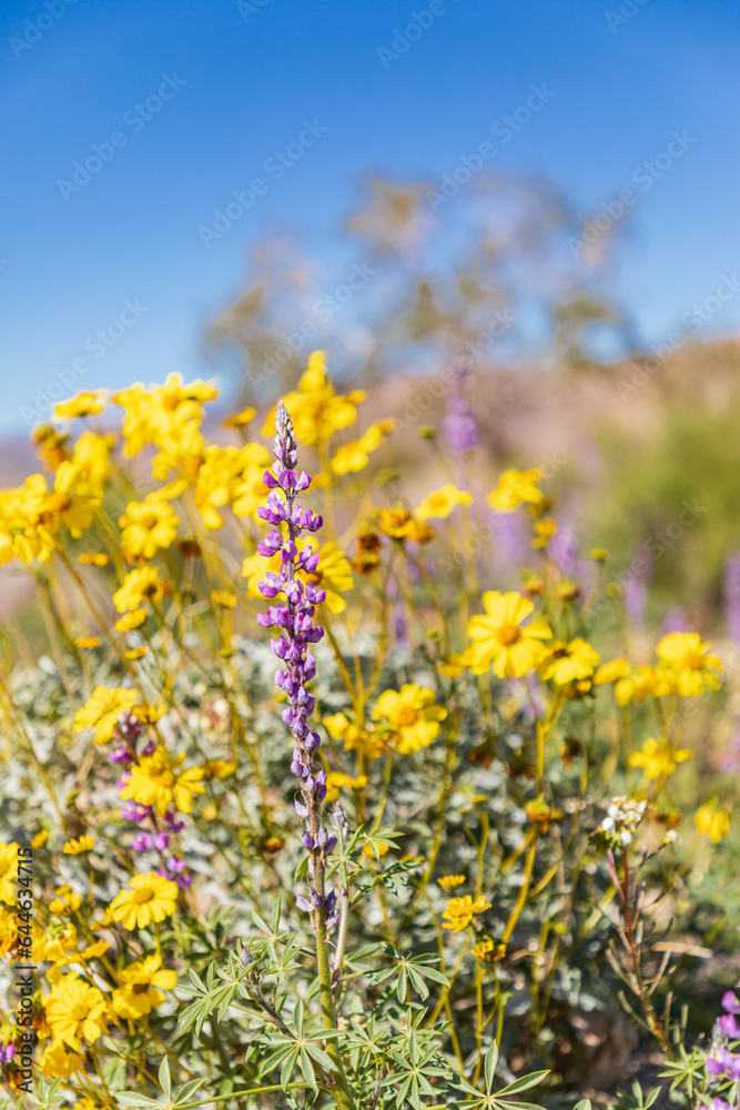 Lupines and Brittlebrush flowers in Joshua Tree National Park.