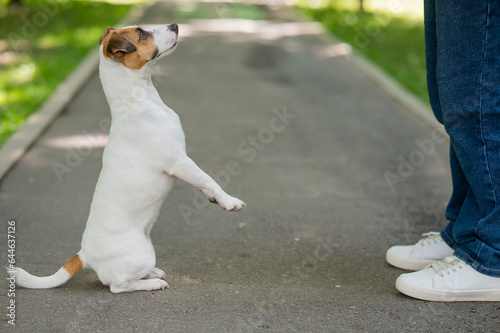 Dog jack russell terrier attentively looks at the owner on a walk in the park. 