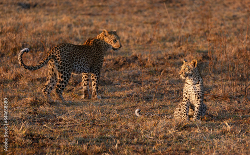 Two leopards, mother and cub, move through the glowing afternoon light in Kanana in the Okavango Delta, Botswana. photo