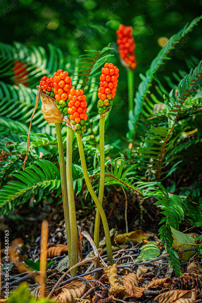 Orange Cuckoo Pint or Lords and Ladies Arum Maculatum and ferns in the PNW Orange Cuckoo Pint or Lords and Ladies Arum Maculatum and ferns in the PNW