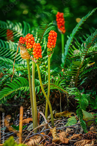 Orange Cuckoo Pint or Lords and Ladies Arum Maculatum and ferns in the PNW