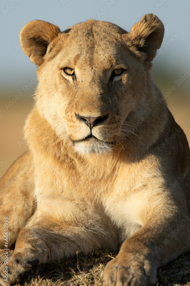 Close up full face frontal of a lion in the warm morning light. Close up full face frontal of a lion in the warm morning light.
