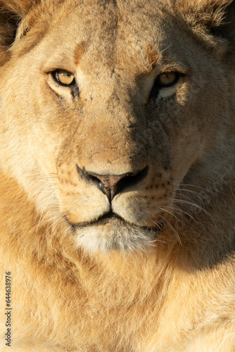 Fototapeta Naklejka Na Ścianę i Meble -  Close up full face frontal of a lion in the warm morning light.