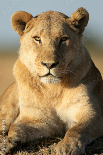 Close up full face frontal of a lion in the warm morning light.