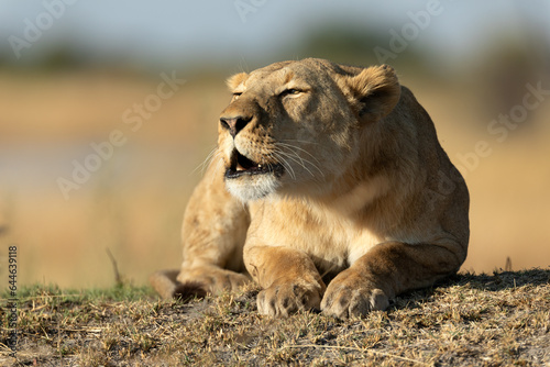 A lion roars from a resting position in the warm morning light that covers the Kanana concession in the Okavango Delta, Botswana.