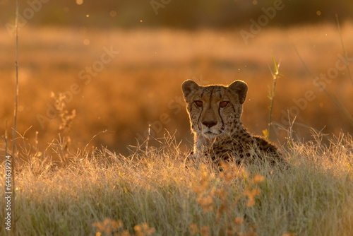A cheetah rests in the golden afternoon light that is back lighting its face. Okavango Delta, Botswana.