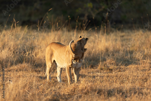 A lioness plays with her young cub in the open savannah of the Okavango Delta. Botswana. photo