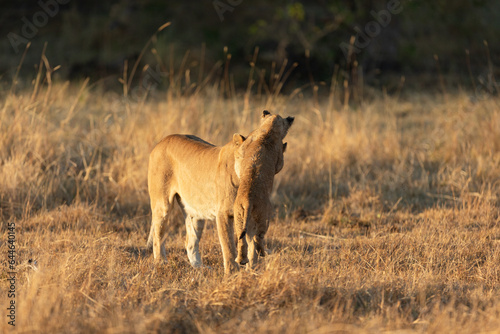 A lioness plays with her young cub in the open savannah of the Okavango Delta. Botswana.
