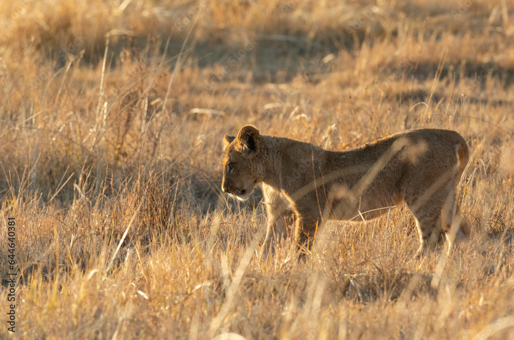 Fototapeta premium A lone cub looks into the long grass inspecting something hidden from the lens, Kanana concession, Okavango Delta, Botswana.