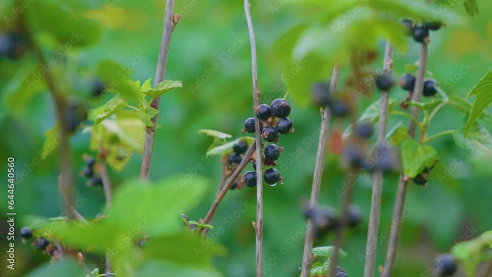 Blackcurrant after rain with water drops Blackcurrant after rain with water drops