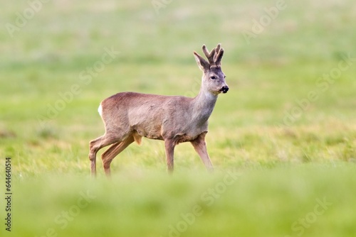 Roe deer  capreolus capreolus  walking on a meadow in fresh summer environment.