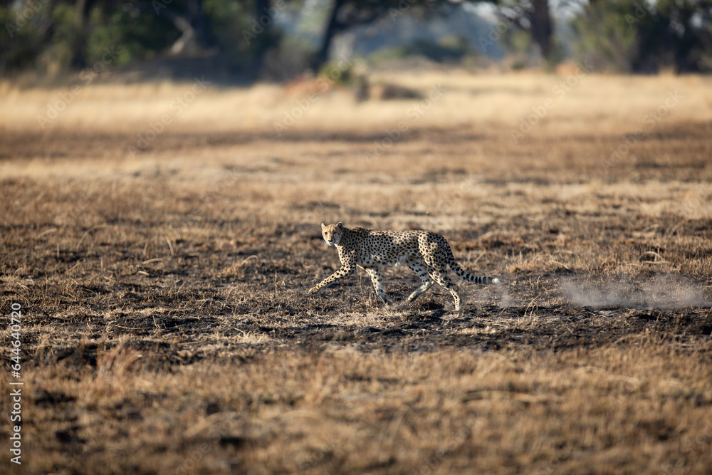 A slender and fast Cheetah makes its way across an open plain as it hunts in the wooded areas of the Okavango Delta, Botswana. A slender and fast Cheetah makes its way across an open plain as it hunts in the wooded areas of the Okavango Delta, Botswana.