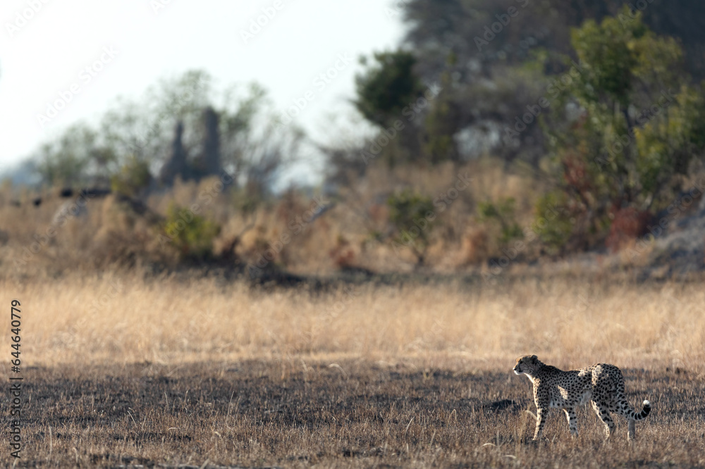 A slender and fast Cheetah makes its way across an open plain as it hunts in the wooded areas of the Okavango Delta, Botswana. A slender and fast Cheetah makes its way across an open plain as it hunts in the wooded areas of the Okavango Delta, Botswana.