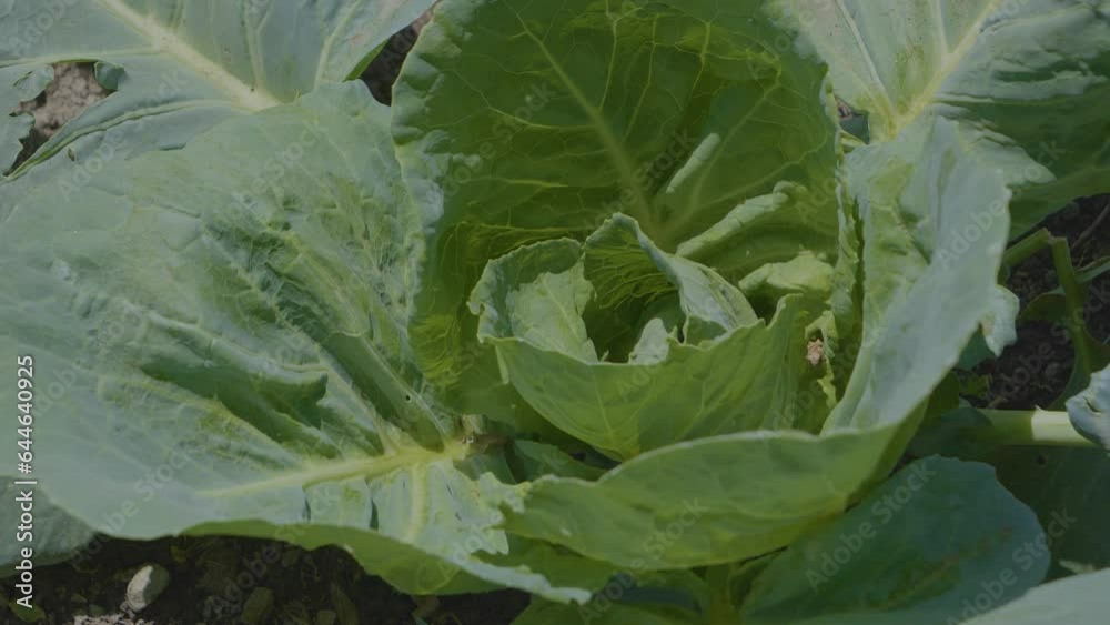Cabbage growing in the garden. In the permaculture garden Cabbage growing in the garden. In the permaculture garden