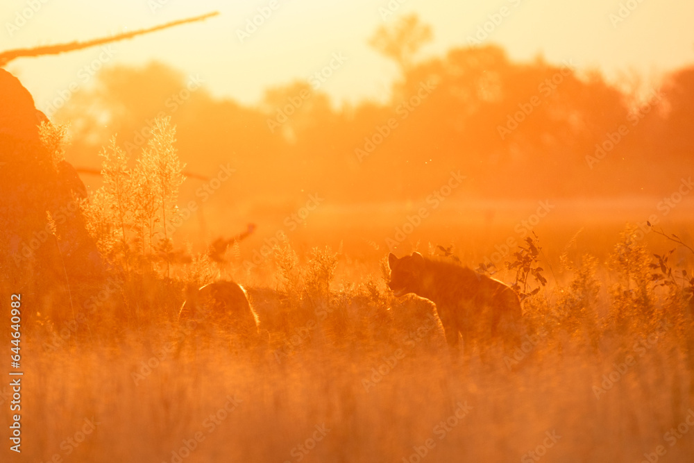 Two hyena's patrol around an open savannah in the golden back lit light of sunset. - obrazy, fototapety, plakaty 
