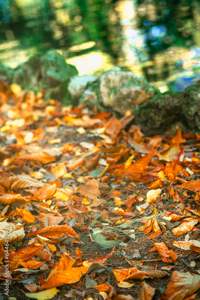 Sparrows eating and moving in a natural and autumnal environment. Sparrows eating and moving in a natural and autumnal environment.