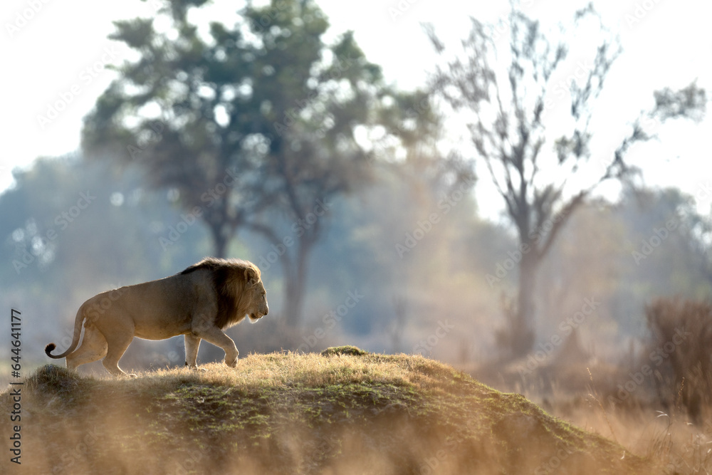 After a long morning hunting a male lion climbs a grassy mound to survey the surrounding savannah. After a long morning hunting a male lion climbs a grassy mound to survey the surrounding savannah.