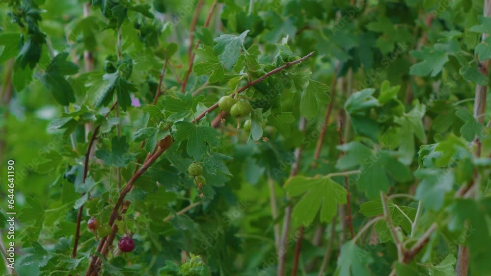 It's raining in the permoculture garden. Droplets fall on the leaves of plants It's raining in the permoculture garden. Droplets fall on the leaves of plants
