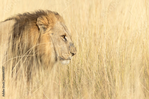 A large male lion moves through the long golden grass of an open savannah in the Okavango Delta, Botswana.