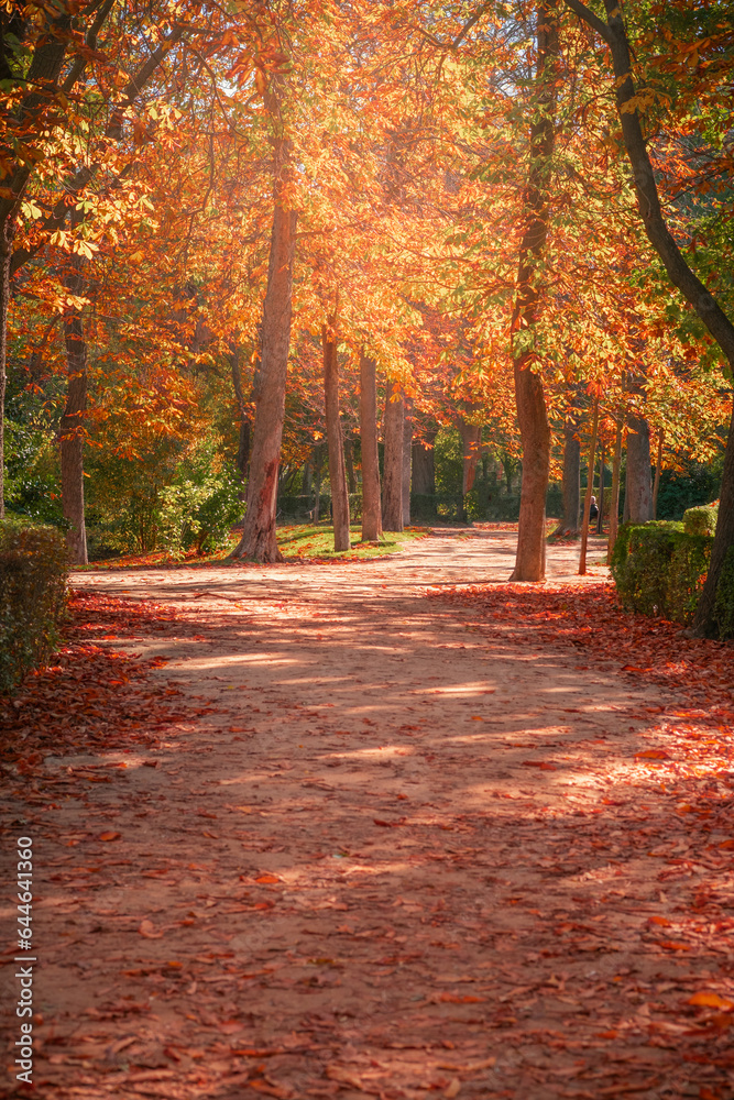 Autumn landscape where the color orange predominates.