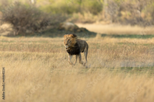 A male lion runs across open savannah as it hunts antelope in the Okavango DElta, Botswana. photo