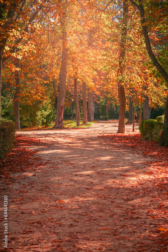 Autumn landscape where the color orange predominates.