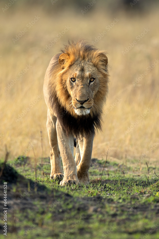 Fototapeta premium A strong male lion walks through open savannah in the Okavango Delta, Botswana. He along with his pride later caught a warthog for a small morning meal.
