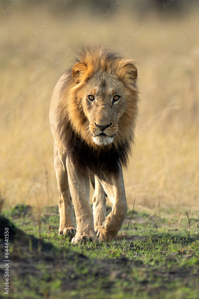 A strong male lion walks through open savannah in the Okavango Delta, Botswana. He along with his pride later caught a warthog for a small morning meal. A strong male lion walks through open savannah in the Okavango Delta, Botswana. He along with his pride later caught a warthog for a small morning meal.