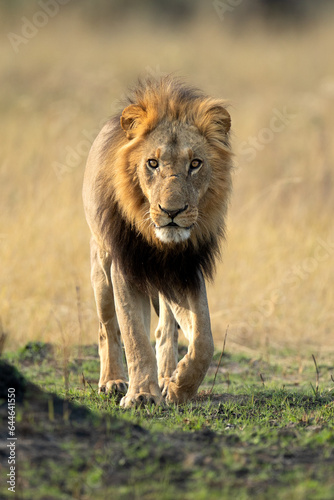 A strong male lion walks through open savannah in the Okavango Delta  Botswana. He along with his pride later caught a warthog for a small morning meal.