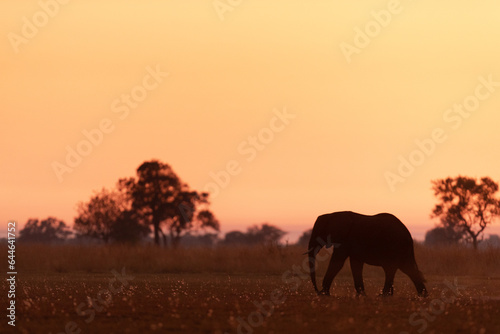 A lone elephant is walking through open savannah and is silhouetted agains a glowing red, yellow and orange sunrise in Kanana, Okavango Delta, Botswana.