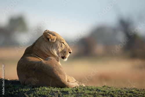 A lone lion on a grassy mound soaks up the warm morning light after a long night hunting in Kanana, Okavango Delta, Botswana.