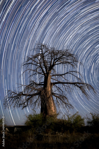 A Baobab tree stands tall under the spiralling galaxy in a long exposure star trail on Lekhubu Island, Botswana.