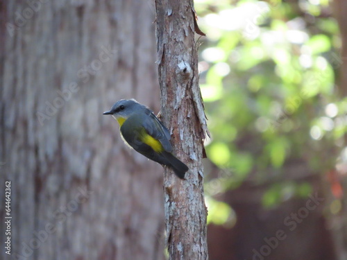 Eastern Yellow Robin photo