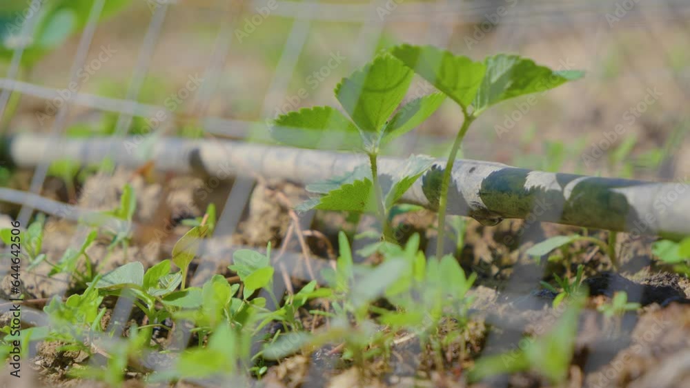drip irrigation of the soil. Water dripping from the hose drip irrigation of the soil. Water dripping from the hose