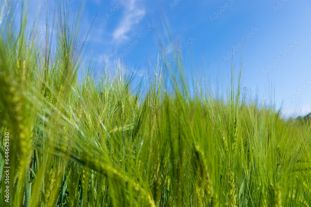 agricultural field with green cereals in summer