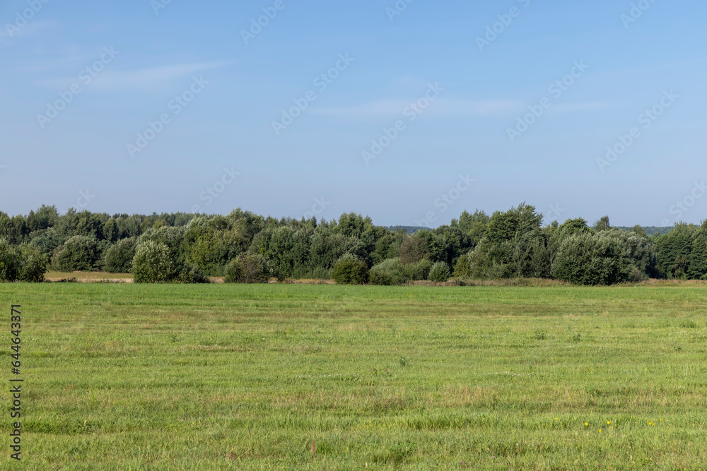 field with grass for harvesting fodder for cows field with grass for harvesting fodder for cows