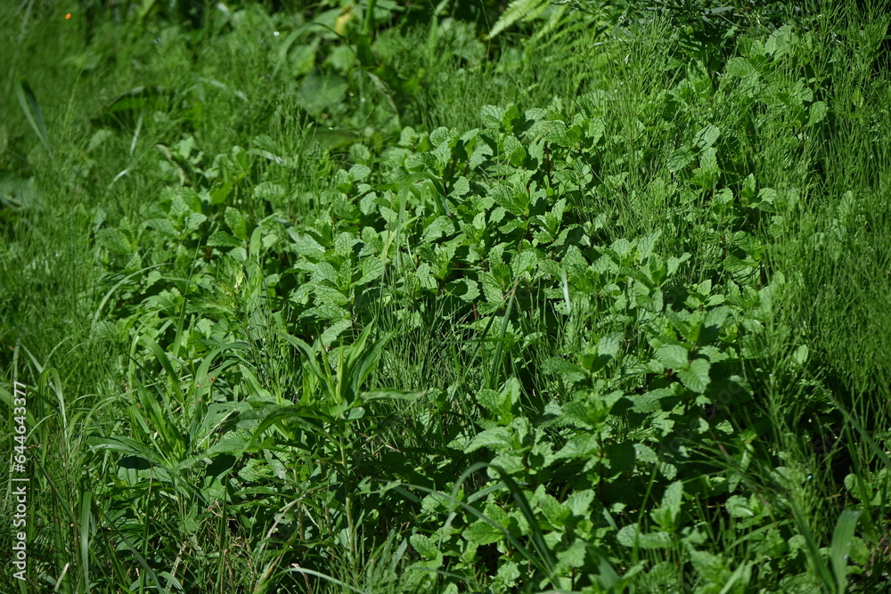 Mint. Lamiaceae perennial herb, native to the Eurasian continent. It is used to flavor dishes and sweets, as well as deodorizing, insect repellent, and herbal medicine.
Mint. Lamiaceae perennial herb, native to the Eurasian continent. It is used to flavor dishes and sweets, as well as deodorizing, insect repellent, and herbal medicine.