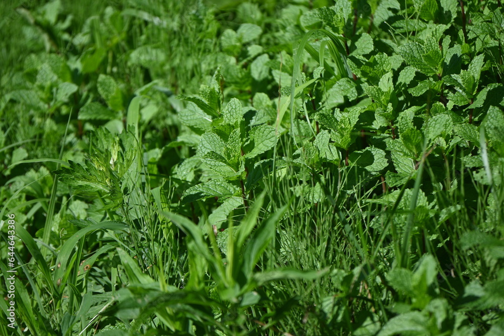 Mint. Lamiaceae perennial herb, native to the Eurasian continent. It is used to flavor dishes and sweets, as well as deodorizing, insect repellent, and herbal medicine.
Mint. Lamiaceae perennial herb, native to the Eurasian continent. It is used to flavor dishes and sweets, as well as deodorizing, insect repellent, and herbal medicine.