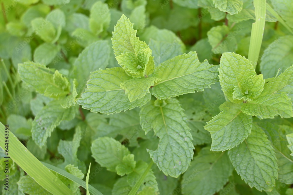 Mint. Lamiaceae perennial herb, native to the Eurasian continent. It is used to flavor dishes and sweets, as well as deodorizing, insect repellent, and herbal medicine.
Mint. Lamiaceae perennial herb, native to the Eurasian continent. It is used to flavor dishes and sweets, as well as deodorizing, insect repellent, and herbal medicine.