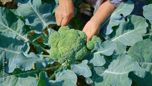 Принти на полотні hands cut broccoli from the garden and hold in their hands
