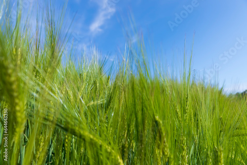 agricultural field with green cereals in summer