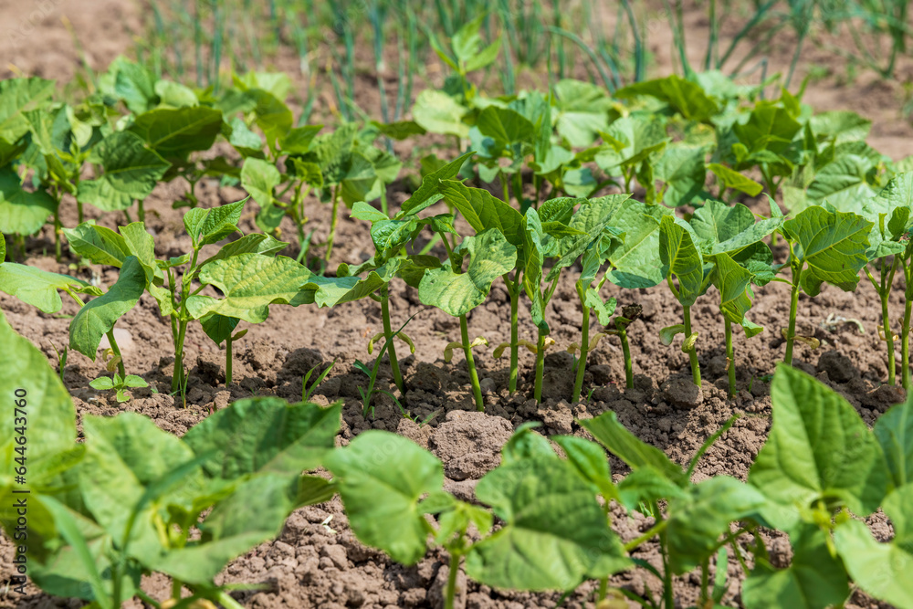 young small bean plants in the field, growing beans young small bean plants in the field, growing beans