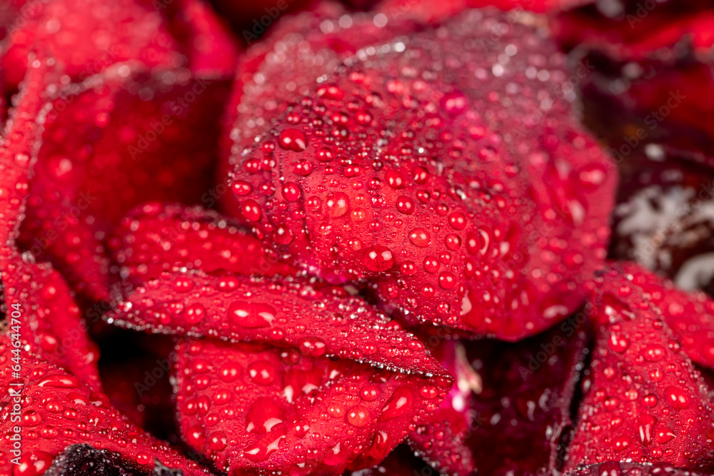 red petals of a rosebud covered with water drops