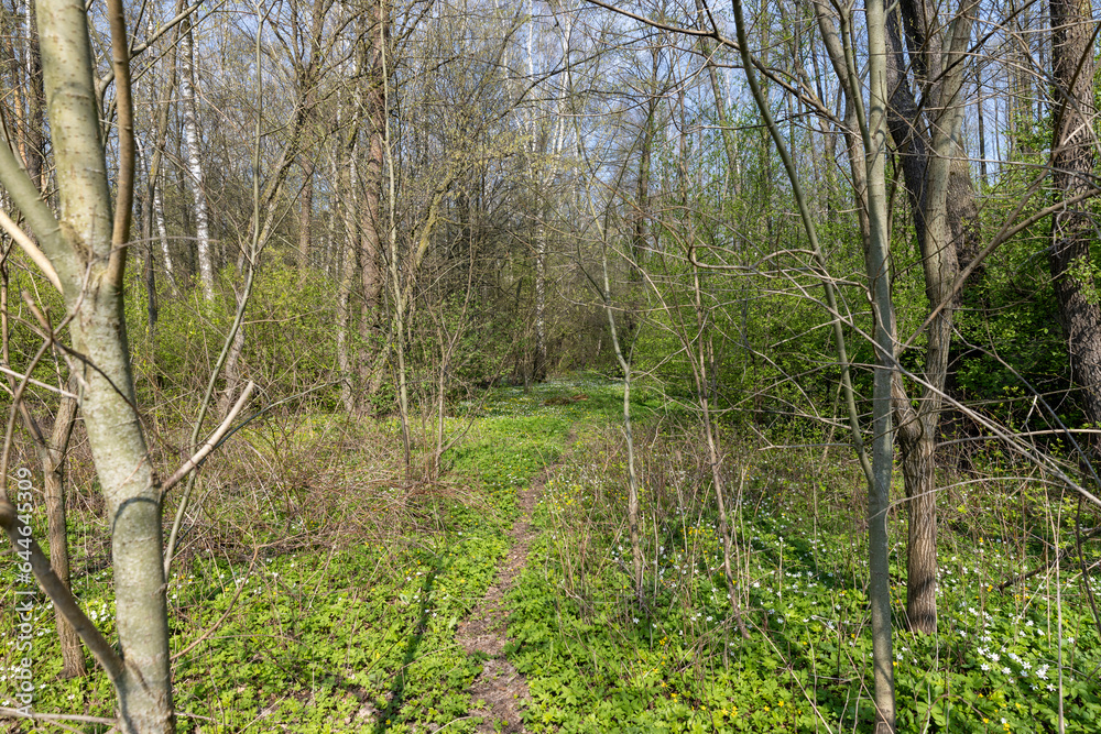 the first spring flowers of anemone are white in a mixed forest the first spring flowers of anemone are white in a mixed forest