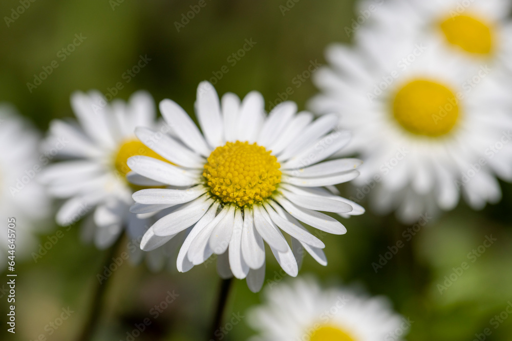 beautiful spring daisies in the green grass beautiful spring daisies in the green grass