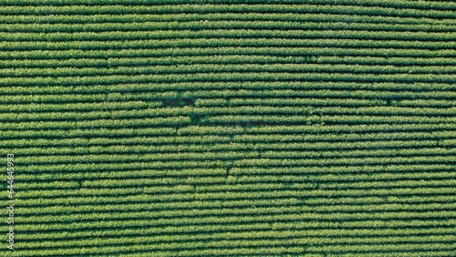 Aerial Summer Soybean Farming Field in Kentucky: Stunning Drone Views of Lush Green Crops