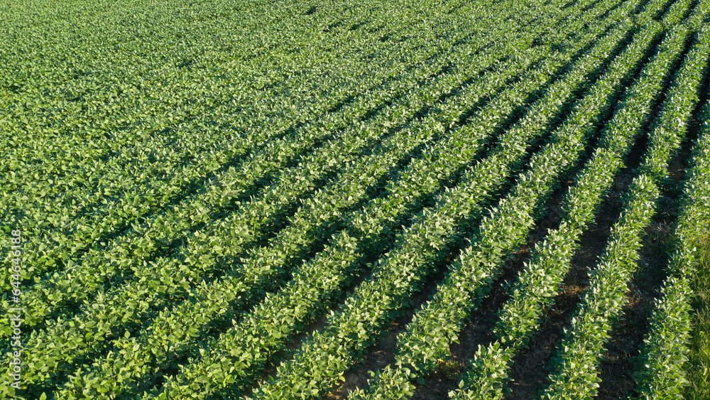 Aerial Summer Soybean Farming Field in Kentucky: Stunning Drone Views of Lush Green Crops