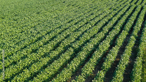 Aerial Summer Soybean Farming Field in Kentucky: Stunning Drone Views of Lush Green Crops